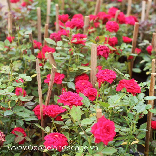 combo 5 gôc hồng tỷ muội