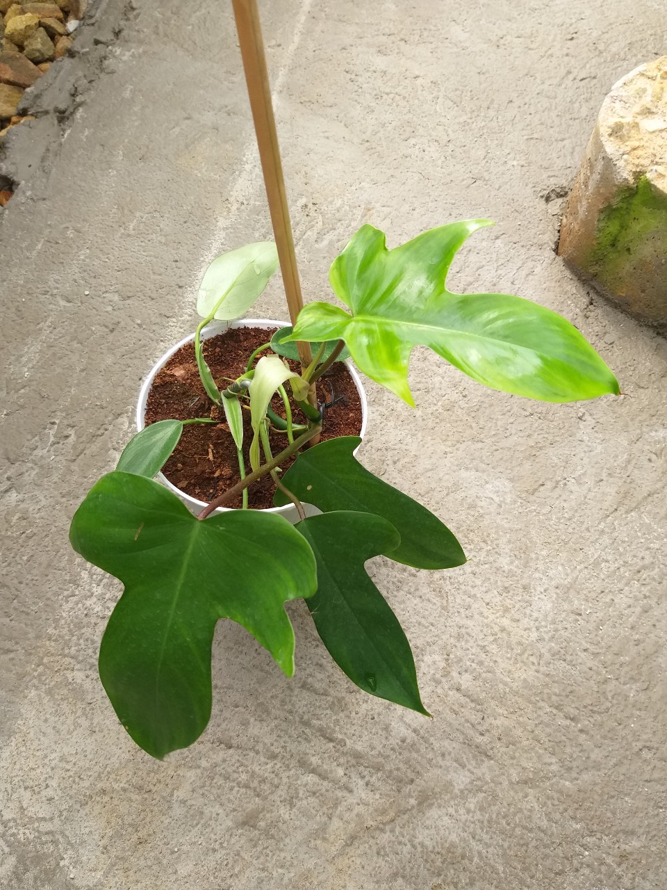 Trầu bà cánh én - Philodendron florida ghost