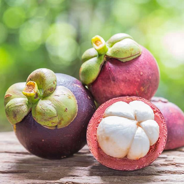 CÂY GIỐNG MĂNG CỤT SIÊM SỚM [ CÂY GHÉP cho trái sớm ]