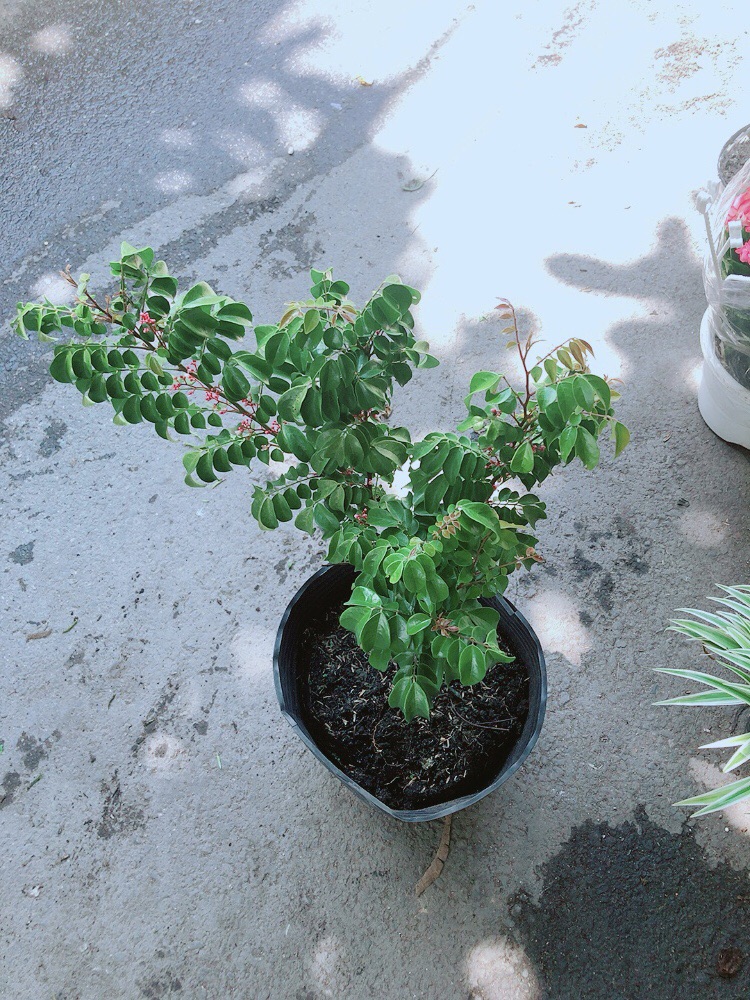 Cây Khế Cho Nhiều Quả