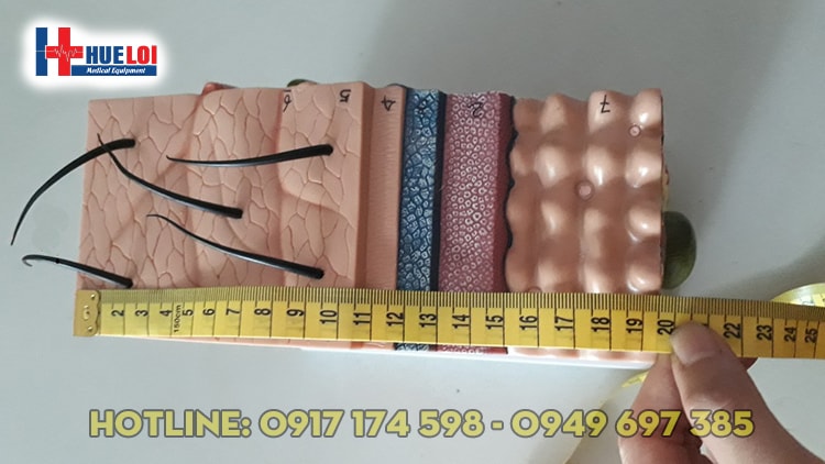 Mô hình cấu tạo da người