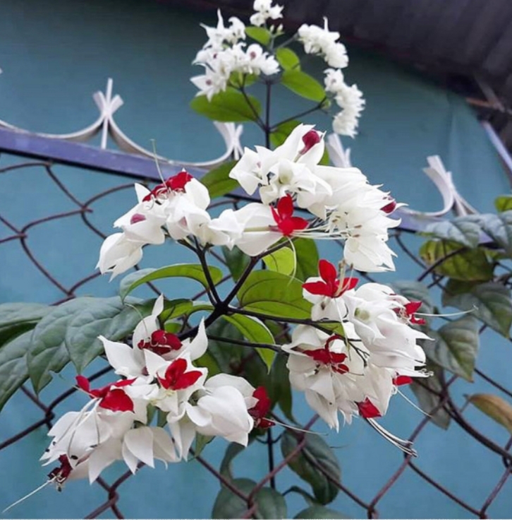 Cây hoa leo ngọc nữ trắng