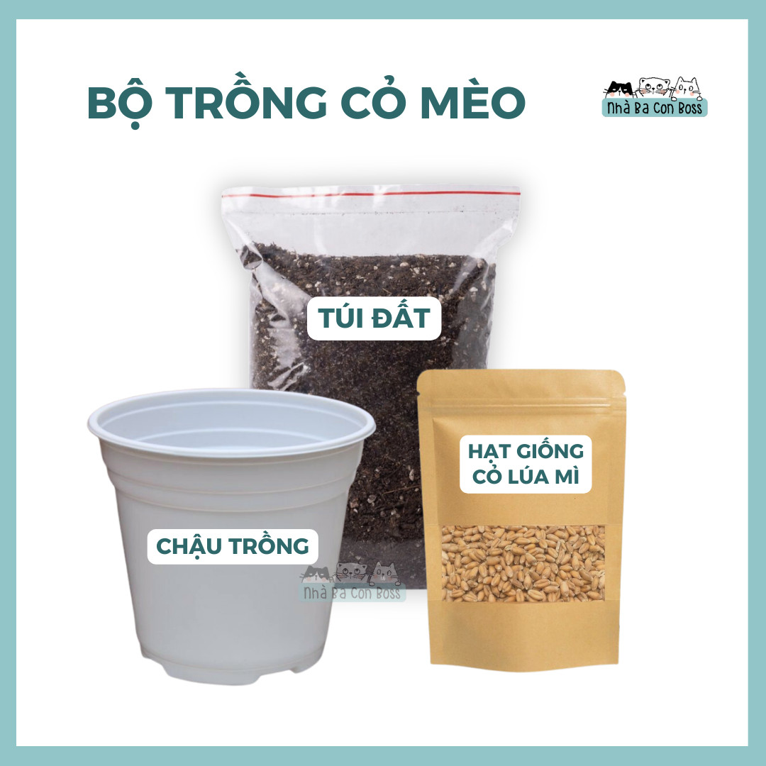 Bộ Trồng Cỏ Mèo