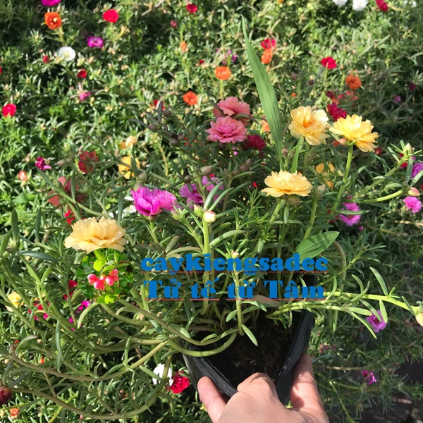 caykiengsadec - Cây hoa mười giờ+tặng phân bón cho cây mau lớn - hoa kiểng lá - trang tri nội thất cảnh quan sân vườn ngoài trời