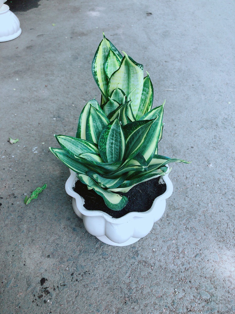 Chậu Lưỡi Hổ Thái Vàng