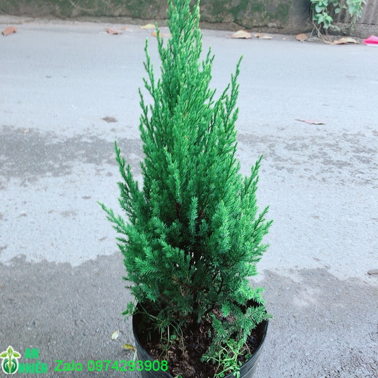 Cây sơn tùng cao 60cm