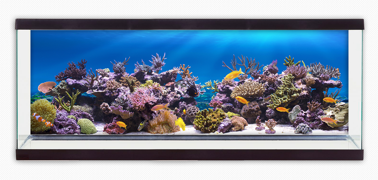 Tranh dán hồ cá HD San hô Aquarium tank - 013