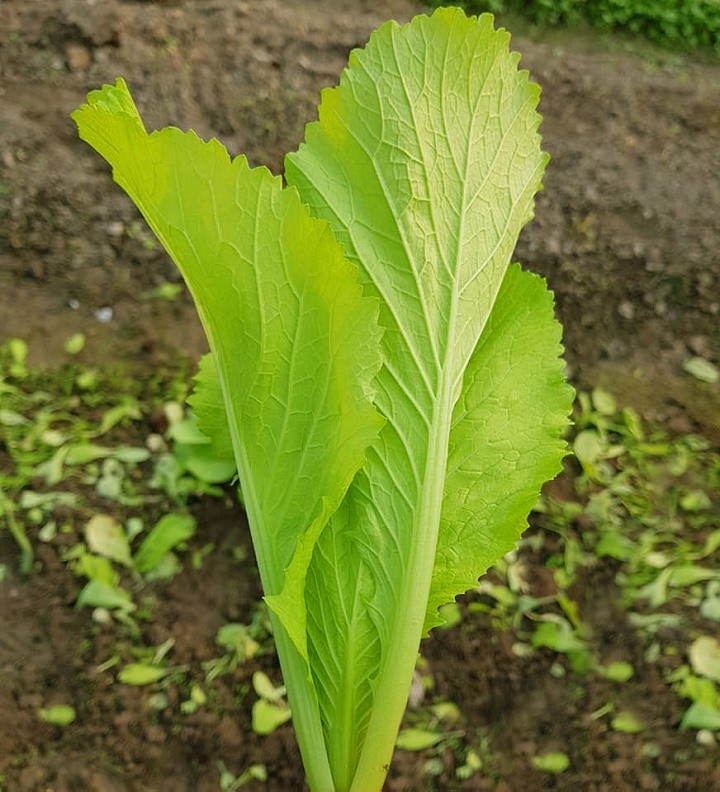 20gr Hạt Giống Cải Bẹ Vàng Ngọt