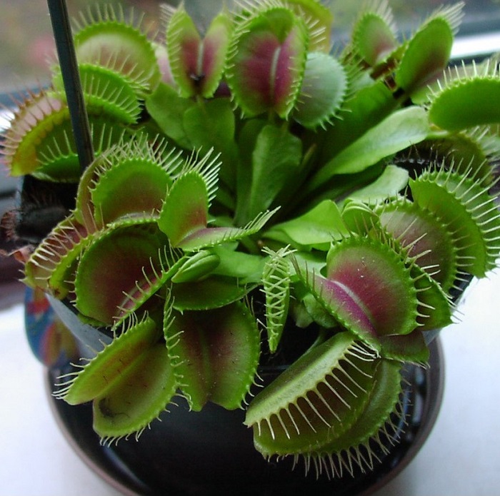 Cây ăn thịt , hoa ăn thịt , cây kẹp ruồi , cây bắt ruồi dòng G16
