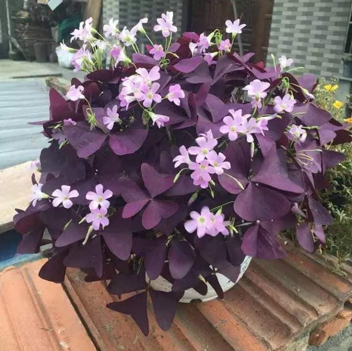Comho 10 Mothflower Seedlings (Easy to Grow, Grow Anywhere, Strong Growth)