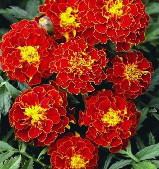 Bộ 5 gói Hạt giống hoa Vạn Thọ lửa ( vạn thọ pháp ) - Tặng gói phân bón