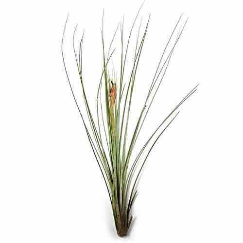 Cây không khí juncea
