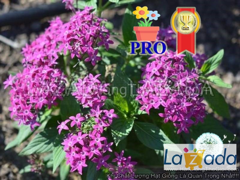 25h Hạt Giống Hoa Diễm Châu Graffiti 20/20 Tím Violet (| -KD: B36*X66)