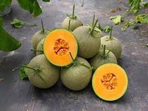 Hạt Giống Dưa Lưới Xanh 10 Hạt