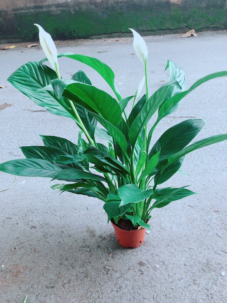 Cây Lan Ý Kèm Chậu Sứ Trắng