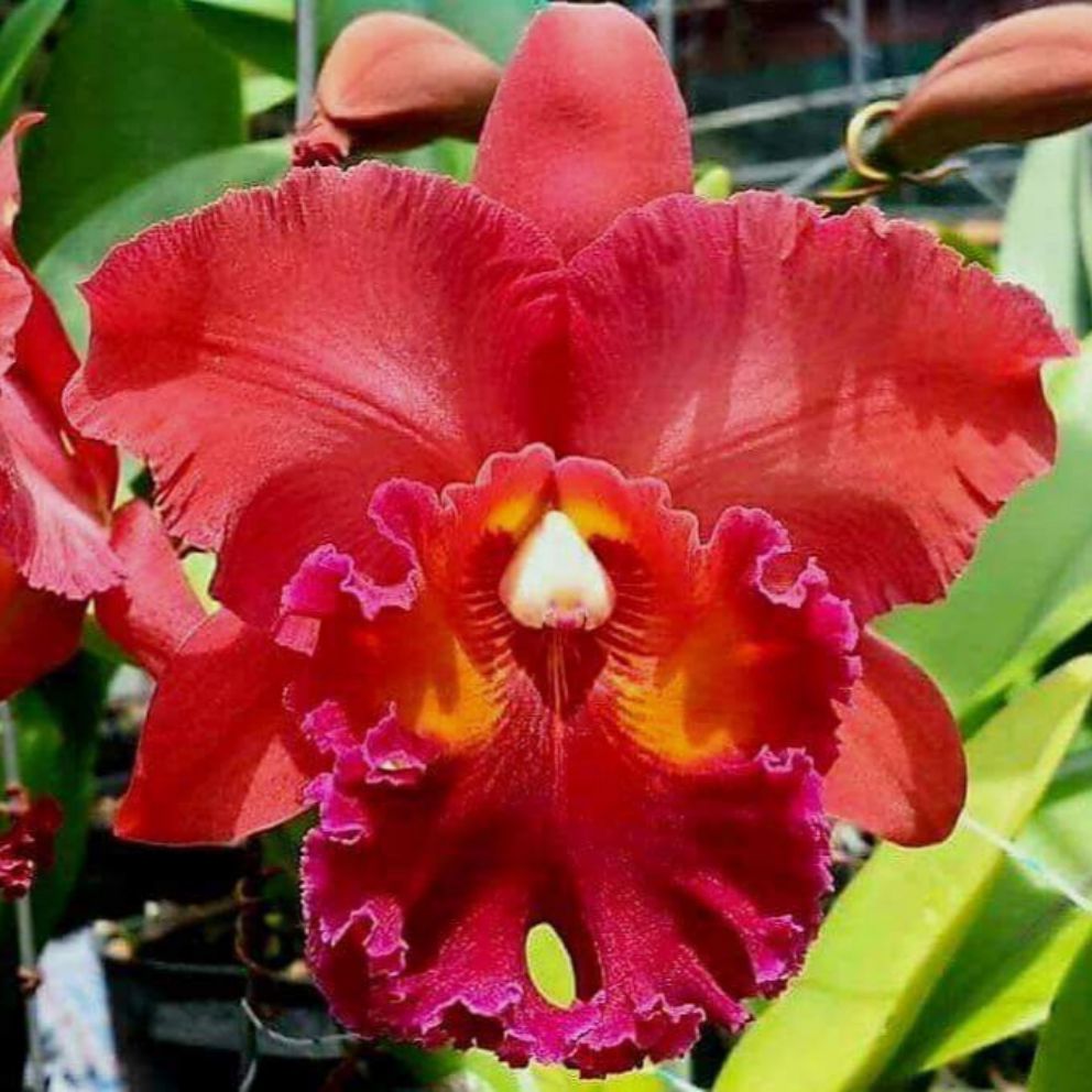 Lan Cattleya chậu lớn cây trưởng thành chờ hoa, Hàng giống nhập Thái