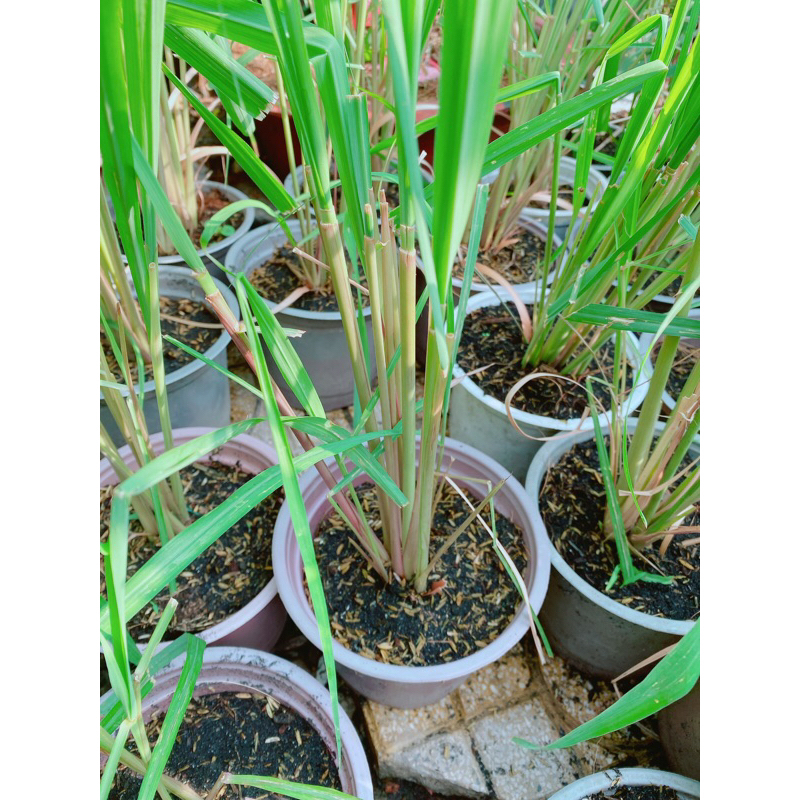 Bụi sả thái