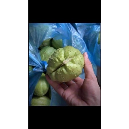 [ Cây Tuyển ] su su giống 2 quả