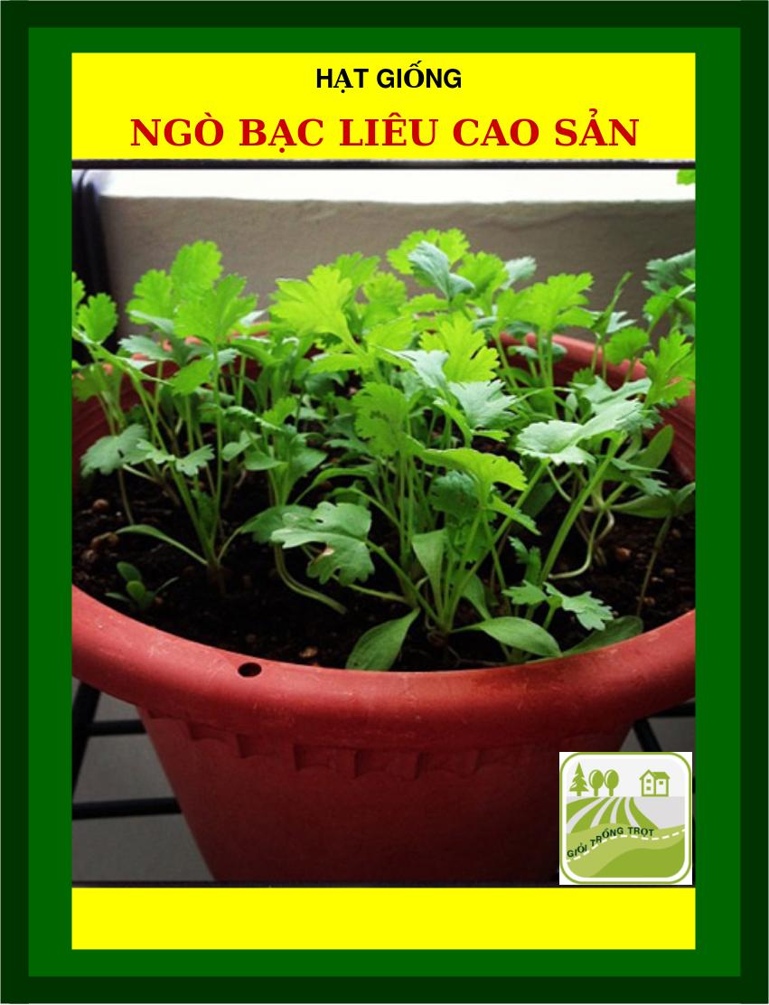 Hạt Giống Ngò Bạc Liêu, Hạt Bể Trang Nông