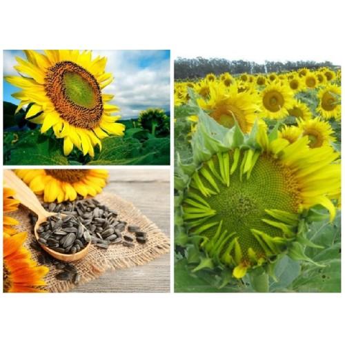 Hạt giống hoa hướng dương khổng lồ - 1 gói 30 hạt
