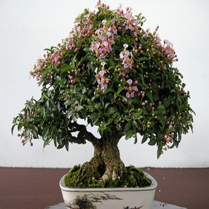 CÂY HỒNG NGỌC MAI CÂY LỚN