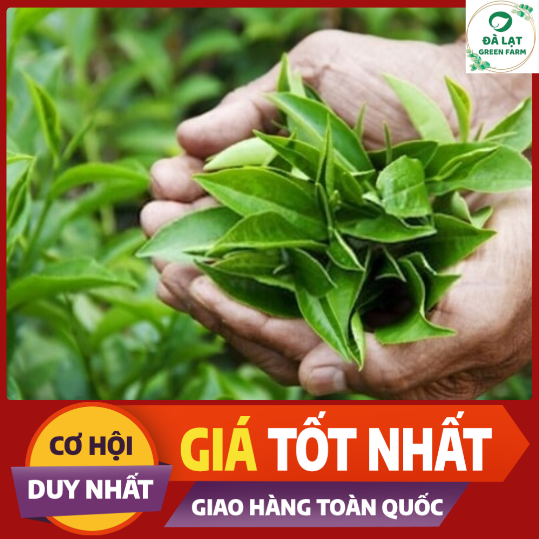 HẠT GIỐNG CÂY TRÀ XANH/CHÈ XANH_10 HẠT