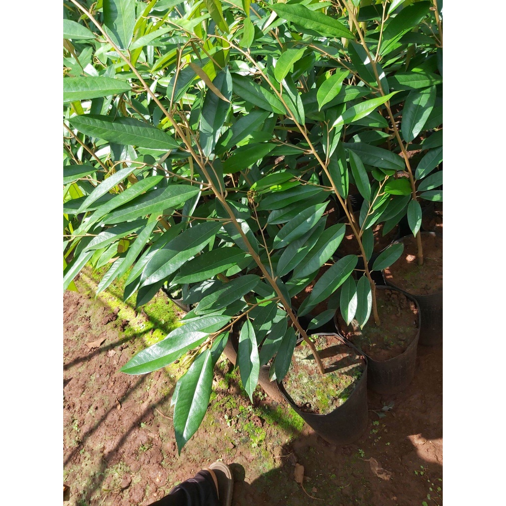 CÂY GIỐNG SẦU RIÊNG LÙN THÁI LAN (chuyên cây giống)