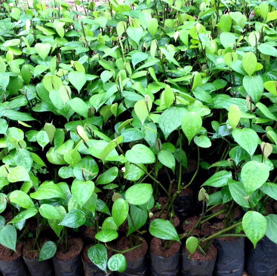 CÂY GIỐNG HỒ TIÊU - CÂY TIÊU GIỐNG