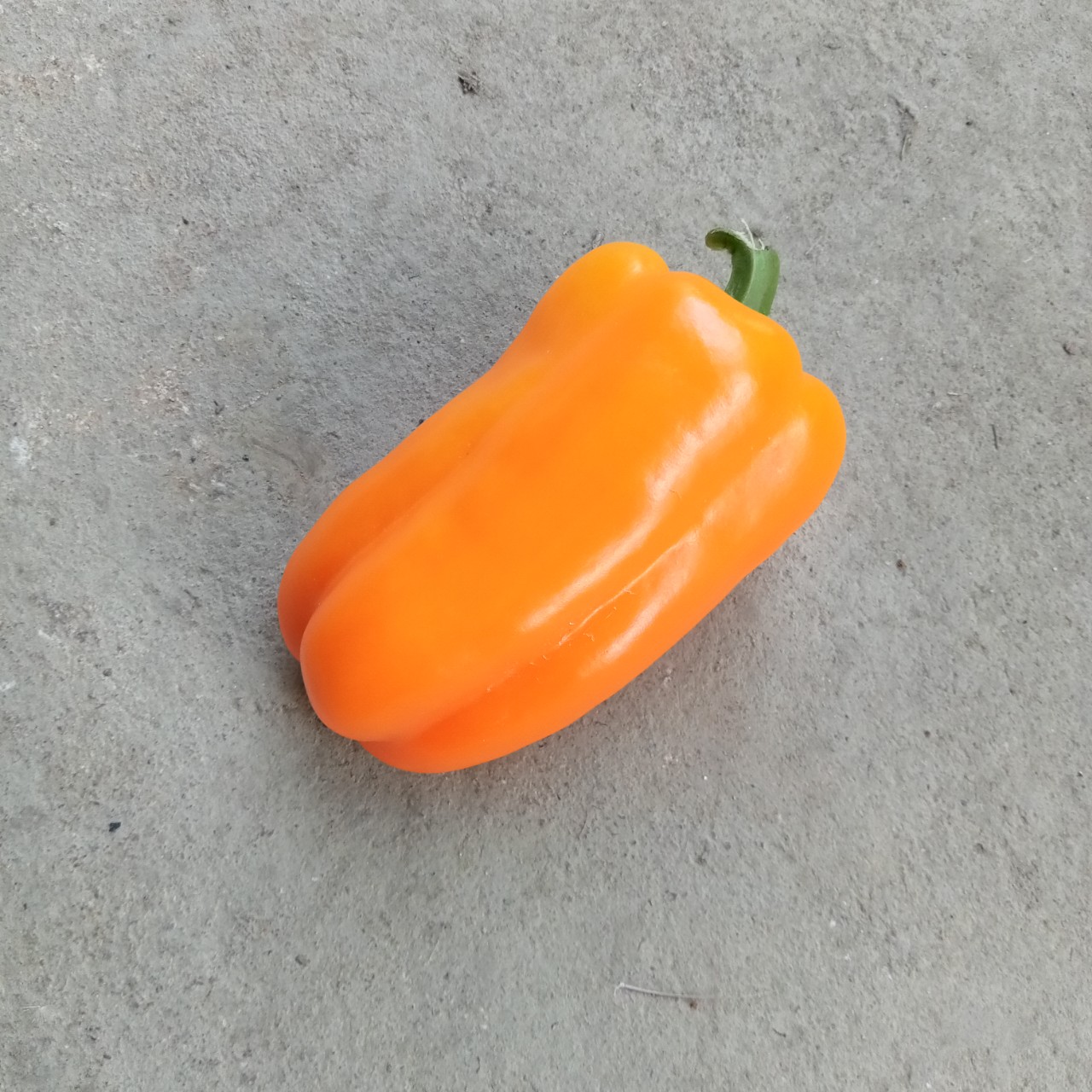 Hạt Giống Ớt chuông Baby Orange