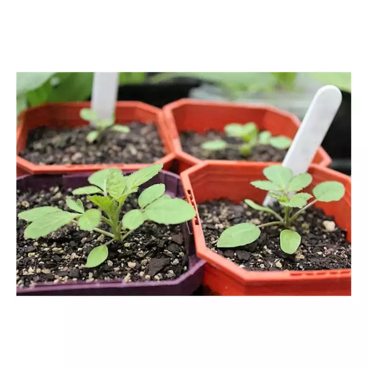 Hạt Giống Hoa Hồng Ri Nhiều Màu 10 hạt