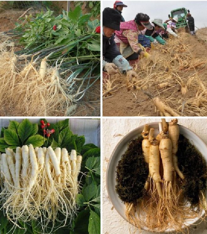 Bộ 02 gói hạt giống nhân sâm Hàn Quốc - TẶNG kèm 10 viên nén ươm hạt