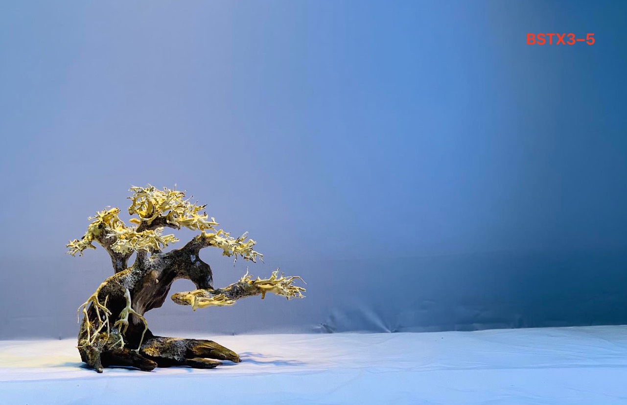 Gỗ lũa thủy sinh _ BSTX3_Driftwood bonsai 15*20 (cm) Cây gỗ lũa bonsai dáng đổ (Có 6 loại: Tán xương, tán gỗ, Bông Tùng xanh, Bông Tùng đỏ, Tùng Cam, Tùng màu kem)
