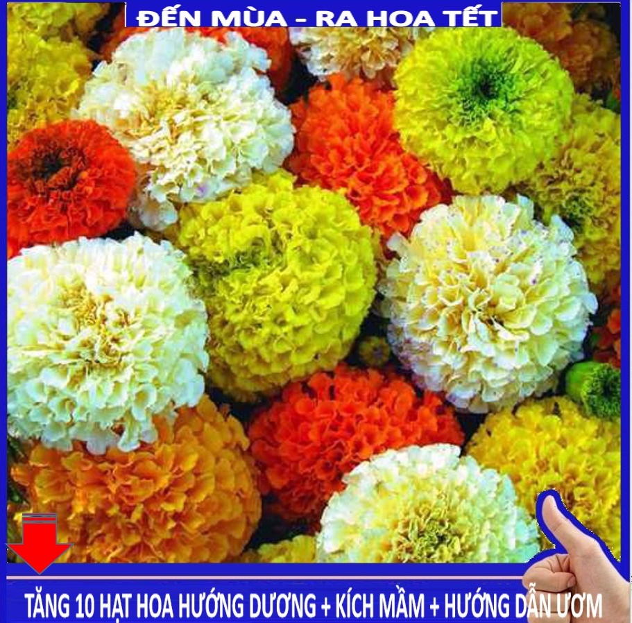 MJ4E ĐẾN MÙA- RA HOA TẾT - 30 Hạt Giống Hoa Cúc Vạn Thọ Mỹ - Bông To (Tagetes)
