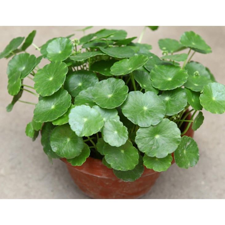 Cây Cỏ Đồng Tiền May Mắn