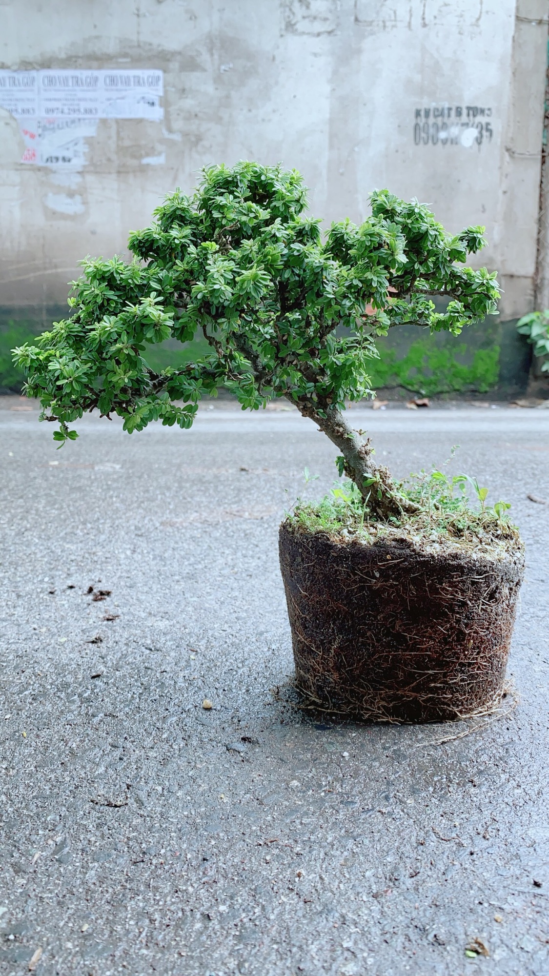 Cây Linh Sam Hạt Gạo Bonsai