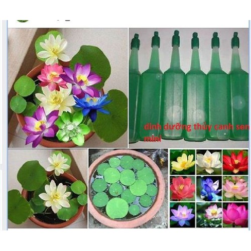 Hạt giống sen mini nhật mix màu - 1 gói 5 hạt