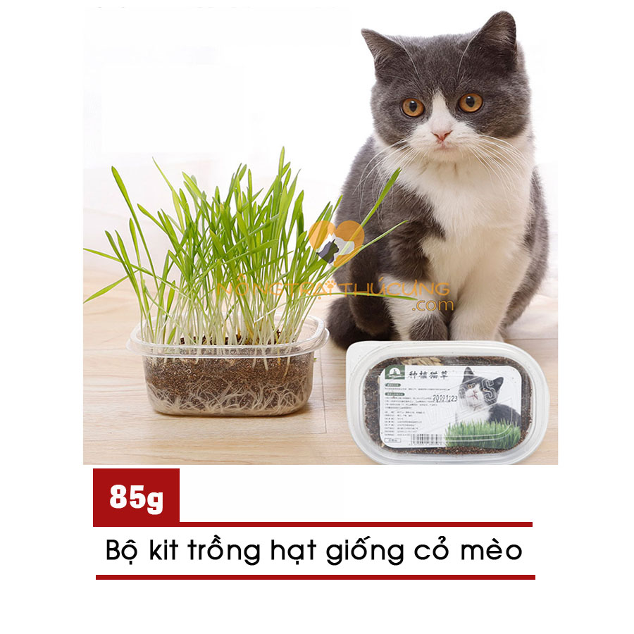 Bộ Kit Trồng Hạt Giống Cỏ Mèo – 85gr - [Nông Trại Thú Cưng]