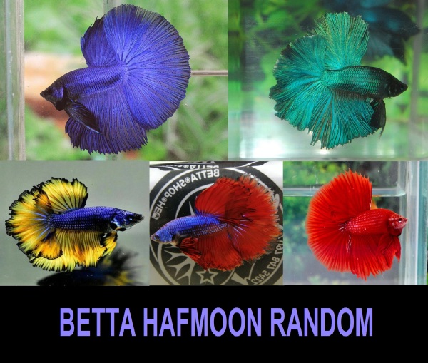 Cám 5gr cho 1  Hafmoon Random - Bolt Unicolour Betta