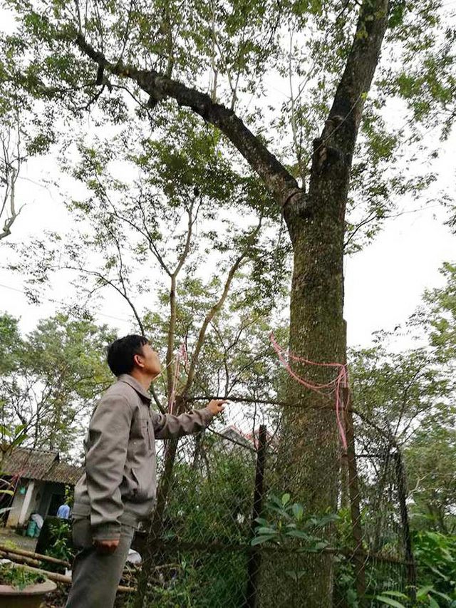 CÂY GIỐNG GỖ SƯA ĐỎ