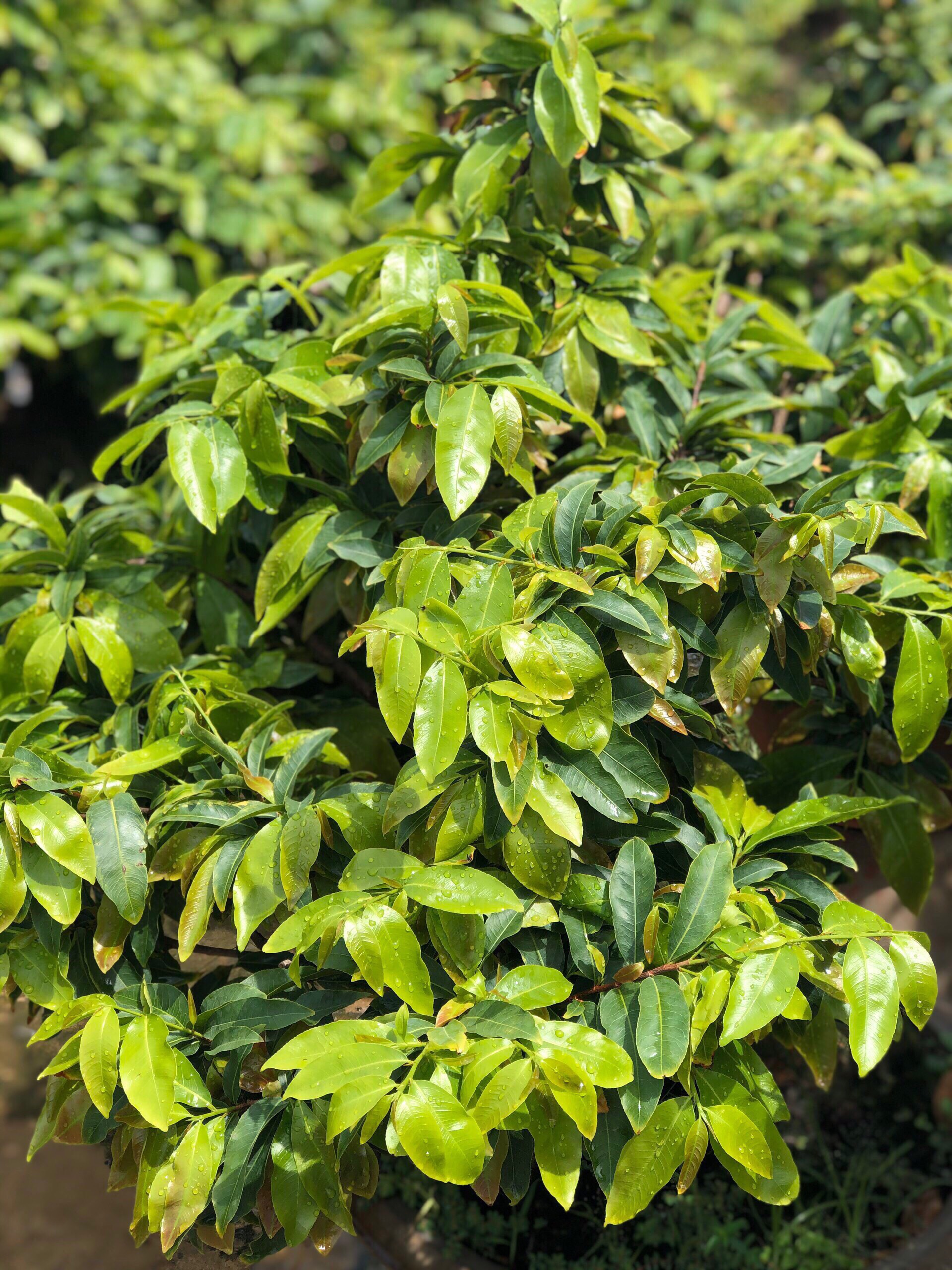 PHÂN BÓN MAI VÀNG - MAX ROOT BUNG ĐỌT RA RỄ MAI VÀNG