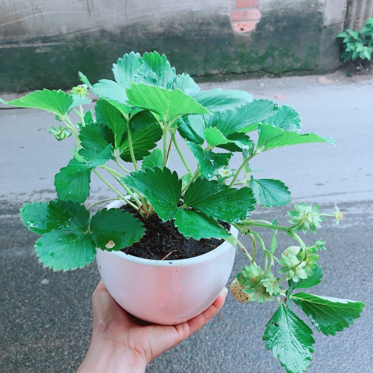 Chậu Dâu Tây