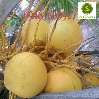 Cây giống Dừa Vàng Tam Quang