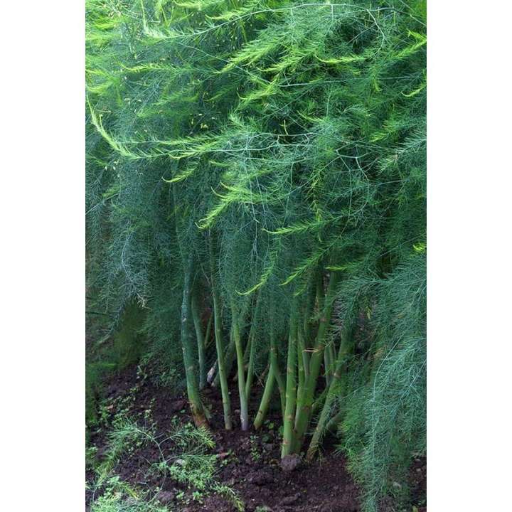 Premium 0.5gr green asparagus seeds