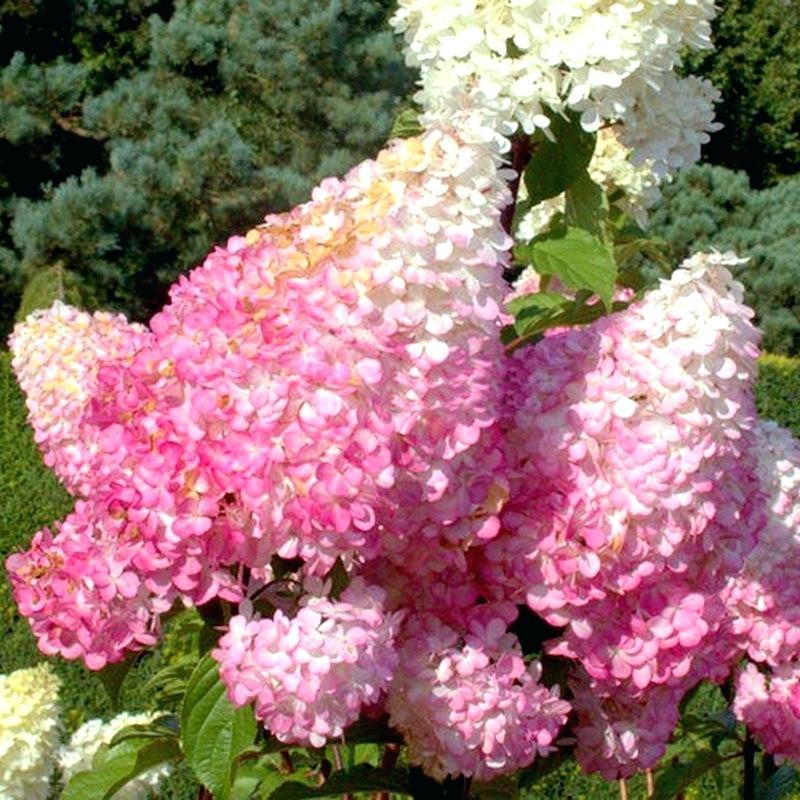 Mixed Color Hydrangea seeds