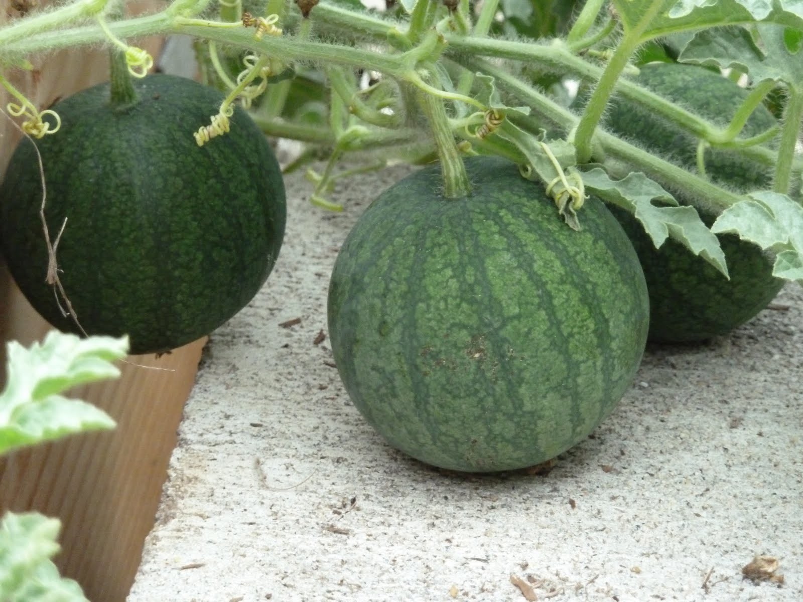 Hạt giống dưa hấu không hạt vỏ sọc - ( Gói 10 Hạt )