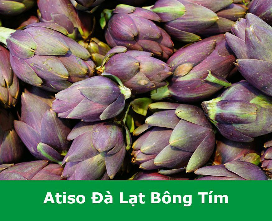 hạt giống Atiso bông tím - gói 2gr