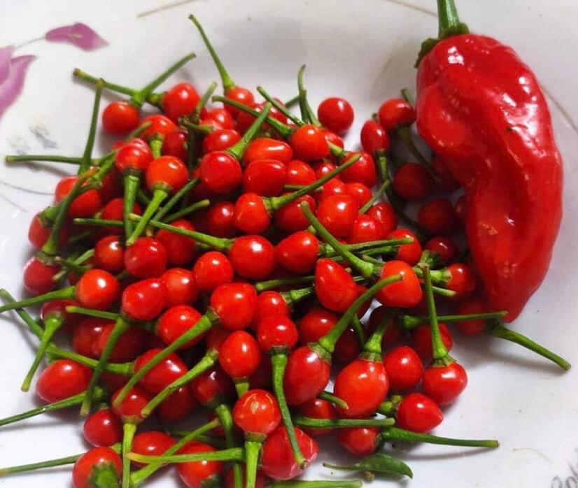 Cây ớt Peru Charapita quả đỏ - siêu cay và thơm (ảnh thật số 2)