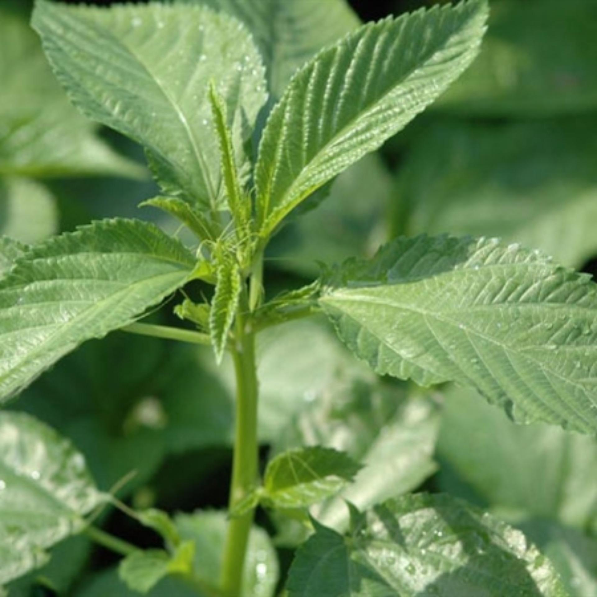 10g Hạt giống Rau đay trắng