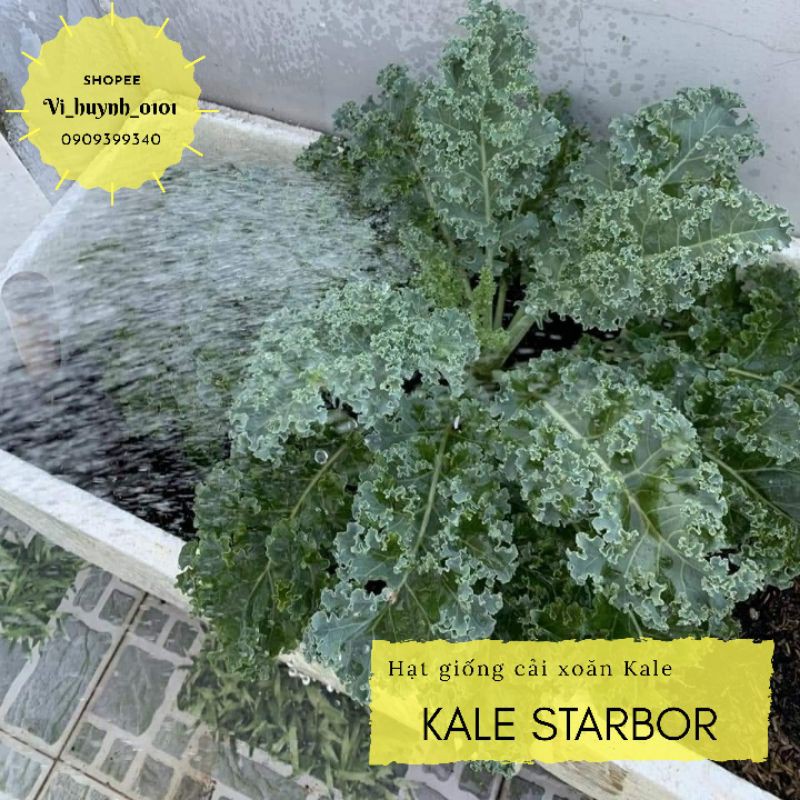 [HCM]Hạt Giống Cải Xoăn Cải Kale Mỹ Kale Starbor Hữu Cơ Chịu Nhiệt Tốt