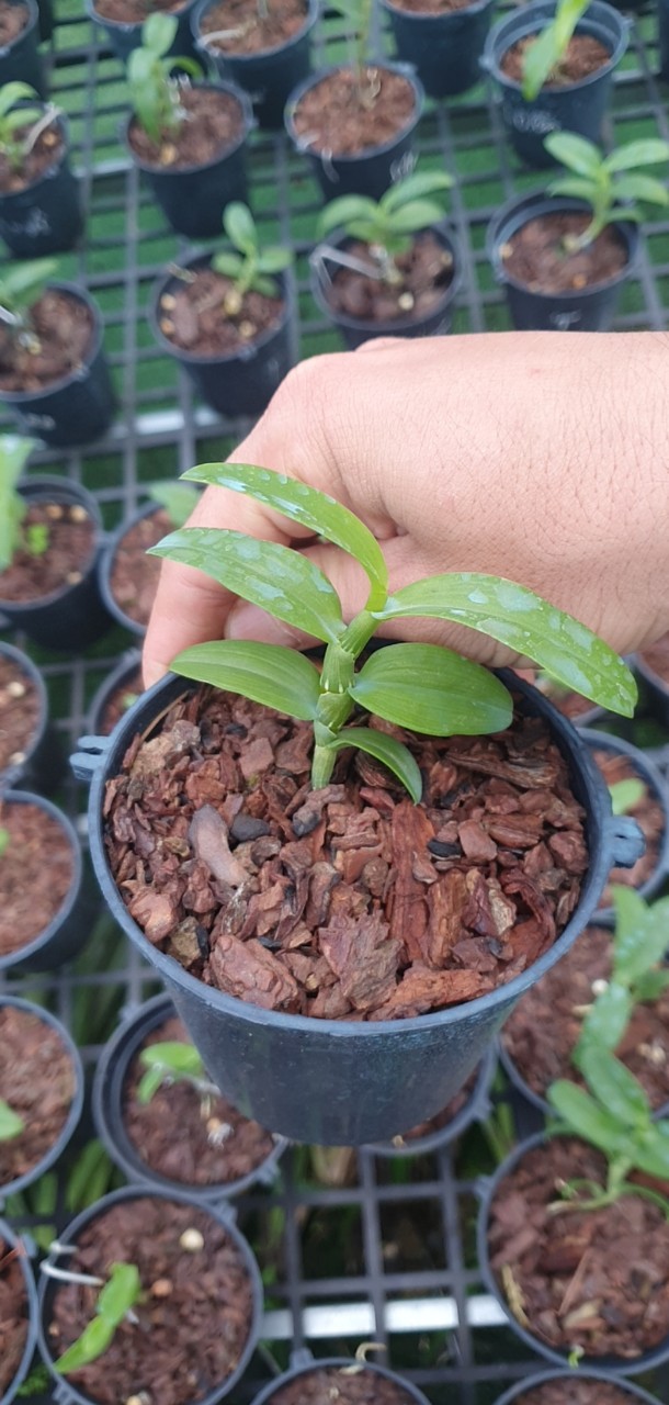 [Giá hủy diệt] 5ct phú thọ gieo hạt